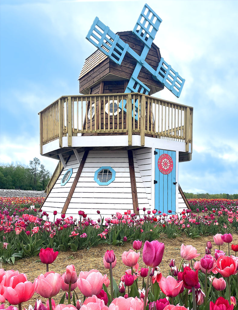 White and blue wooden playset windmill in tulip field.