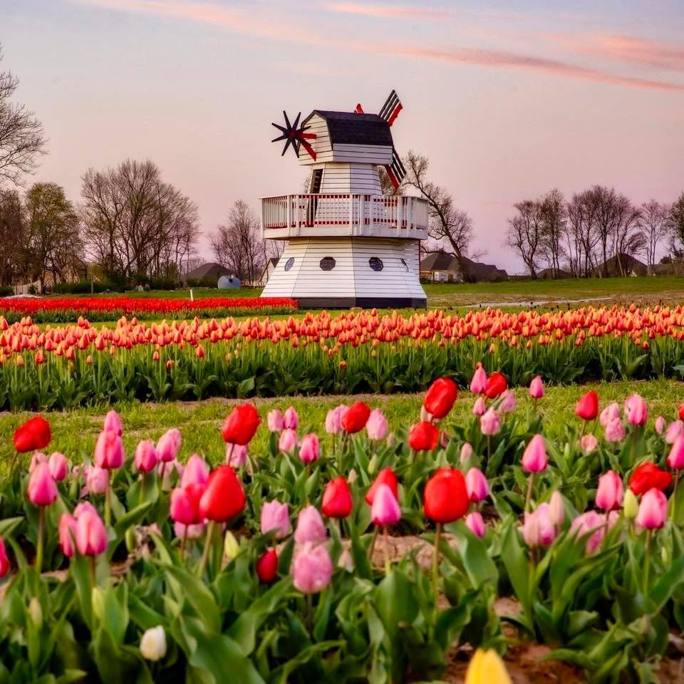 Children's white and red windmill playhouse, surrounded by tulips in a field with a sunset sky.